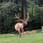 The Big Elk Lick Campground