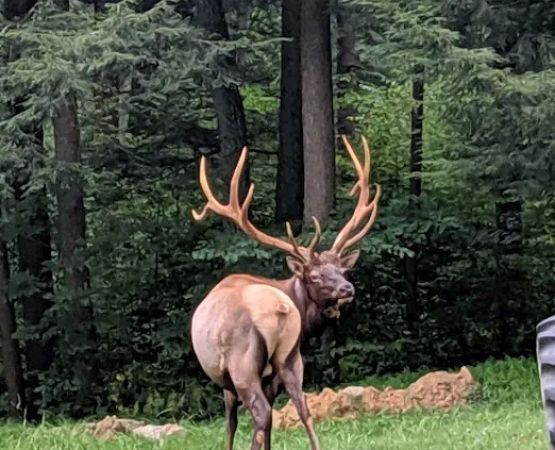 The Big Elk Lick Campground
