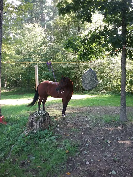 The Big Elk Lick Campground 5