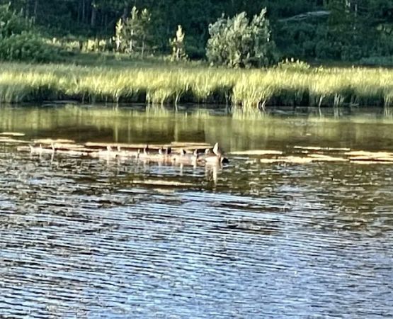 Little Lyman Lake Campground