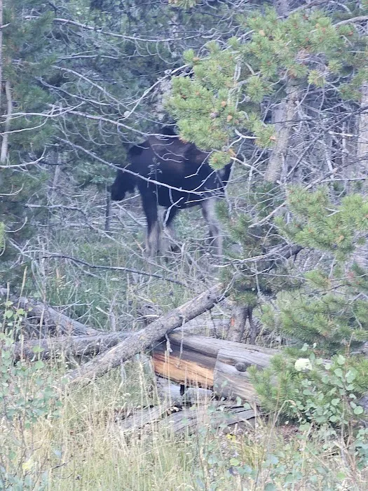 Bridger Lake Campground 6