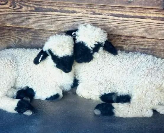 Valais Dream Ranch & Retreat
