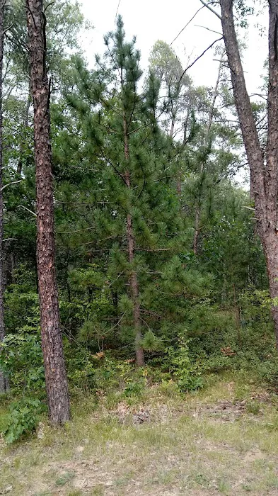 Rollways Campground 3
