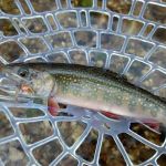 Hopkins Creek Trail Campground