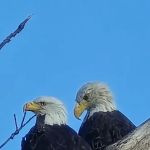 Alcona Park Campground (west side)