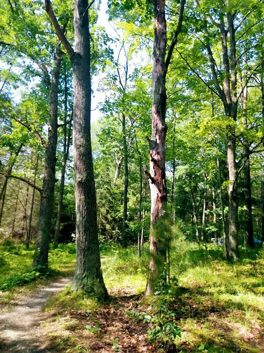 Island Lake Campground 6