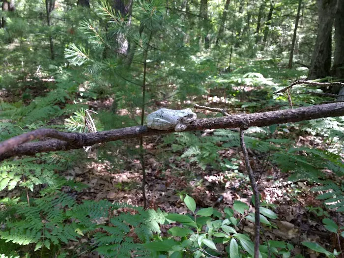 Jackson Lake State Forest Campground 6