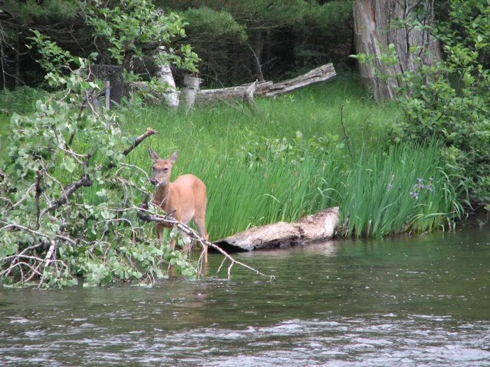 Rainbow Bend State Forest Campground 6