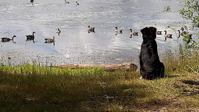 Reedsburg Dam State Forest Campground 6