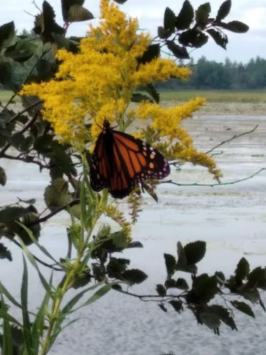 Reedsburg Dam State Forest Campground 7