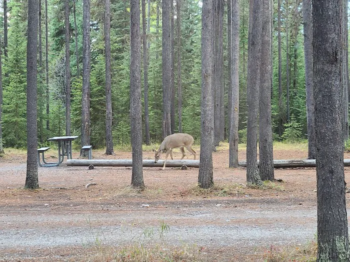 Bowman Lake Campground 3