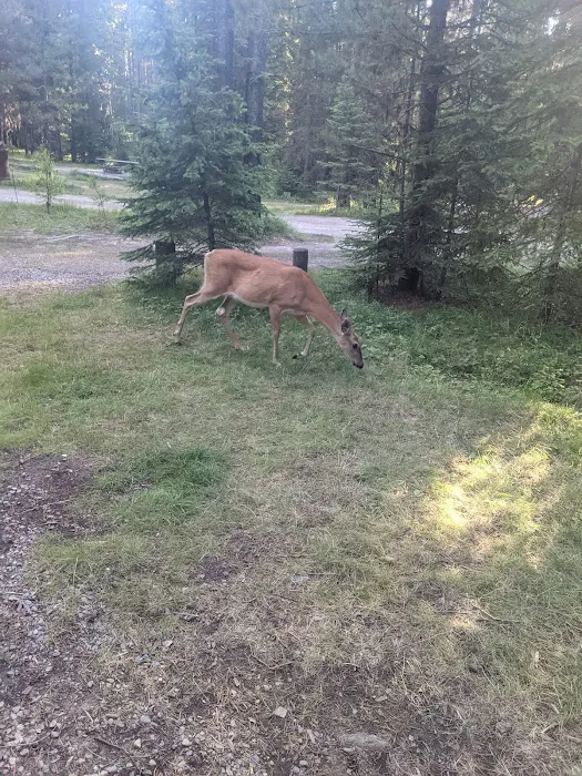 Bowman Lake Campground 5