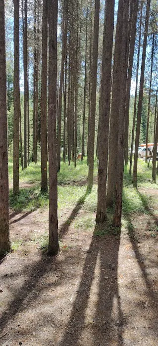 Bowman Lake Campground 7