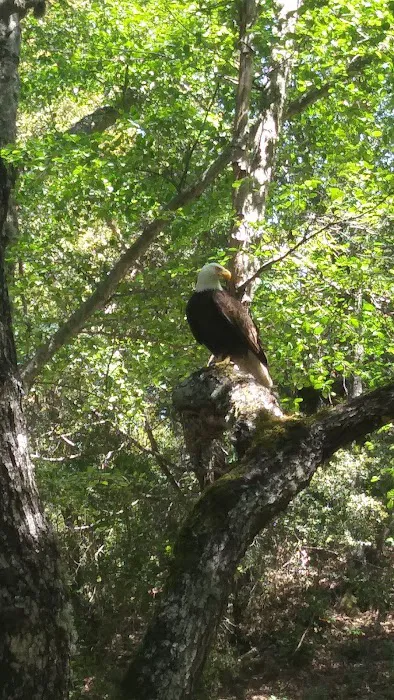 Nacimiento Campground 7