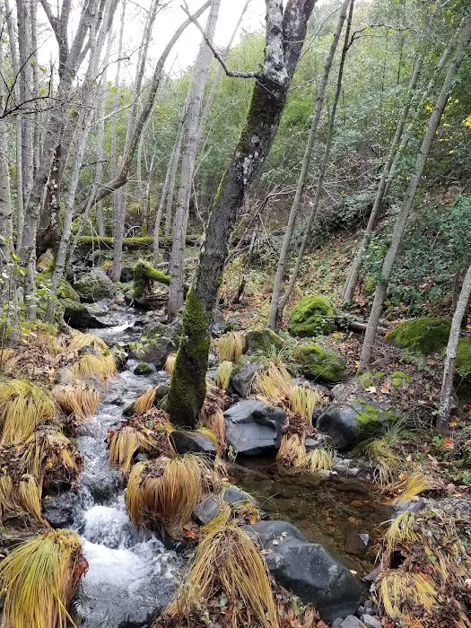Alder Creek Camp 5