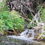 Timber Creek Campground