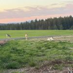 Heyburn Parkside Resort