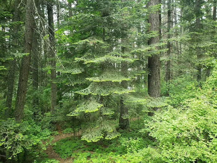 Benewah Lake Campground 4