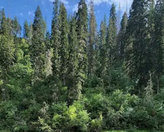 Castle Creek Campground