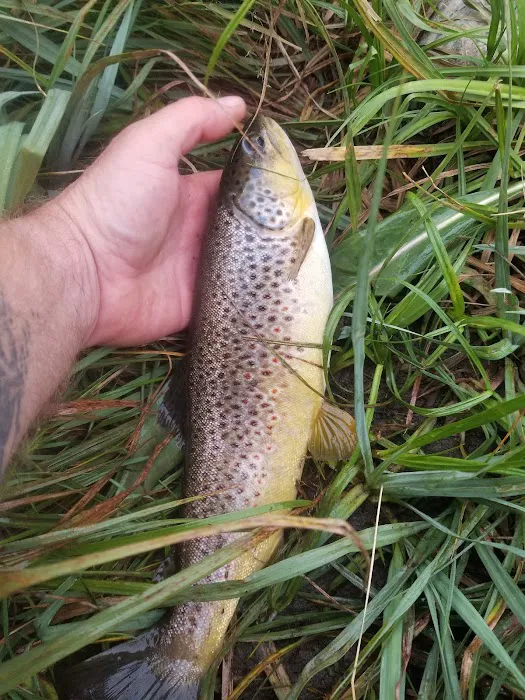 Madison River Campground 7
