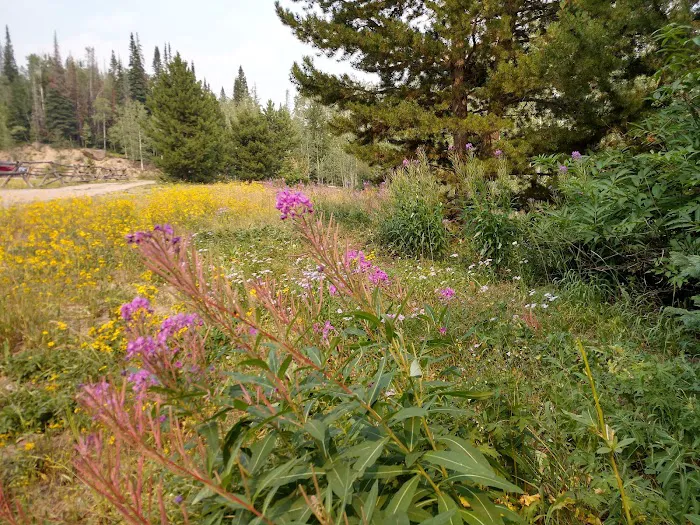 Chapman Reservoir Campground 4
