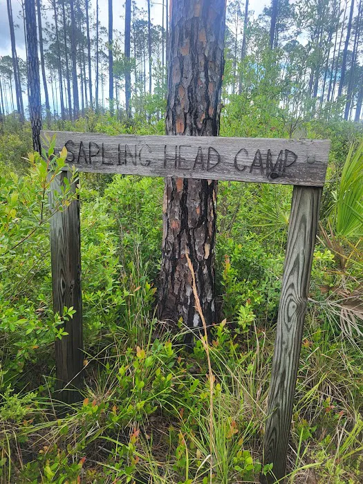 Sapling Head Camp 0