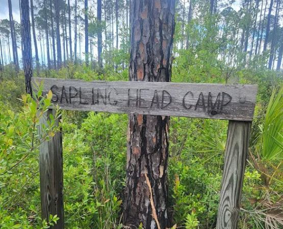 Sapling Head Camp