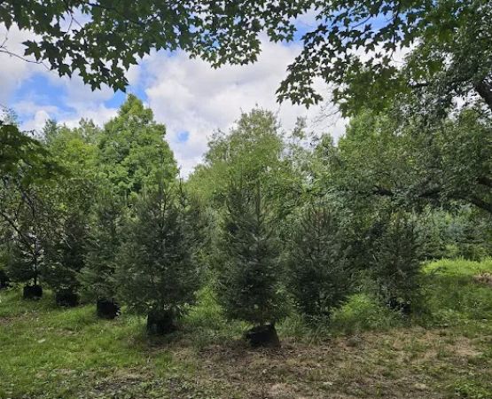 Northern NH Nursery Garden Center and Waterfront Camping
