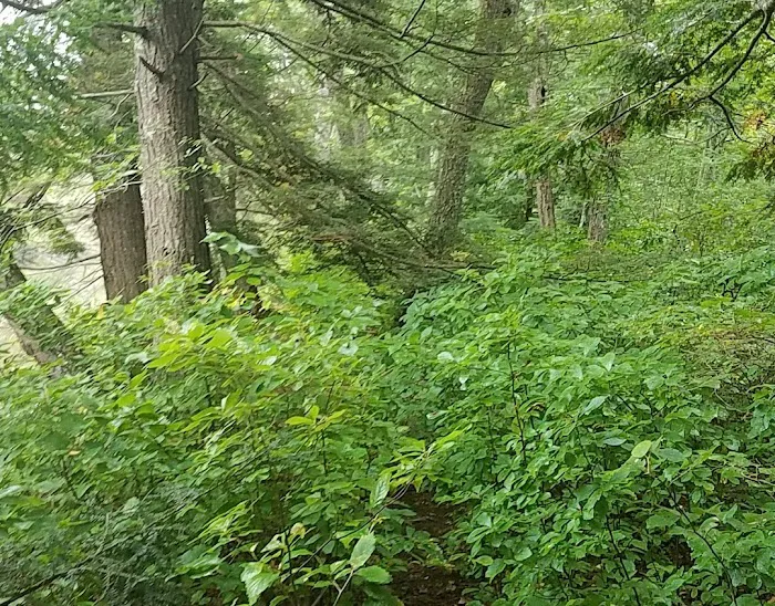 Wadleigh Falls Campground 7