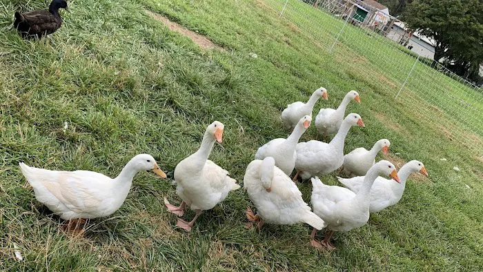 Huck and Buck Farm, LLC 2