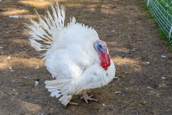 Huck and Buck Farm, LLC 8
