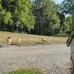 Whispering Pines Family