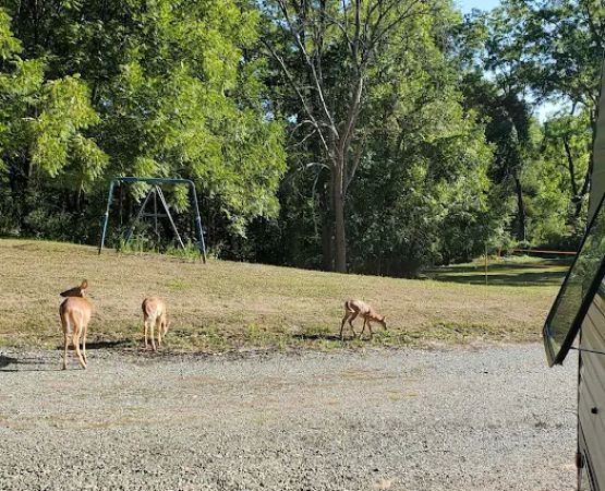 Whispering Pines Family