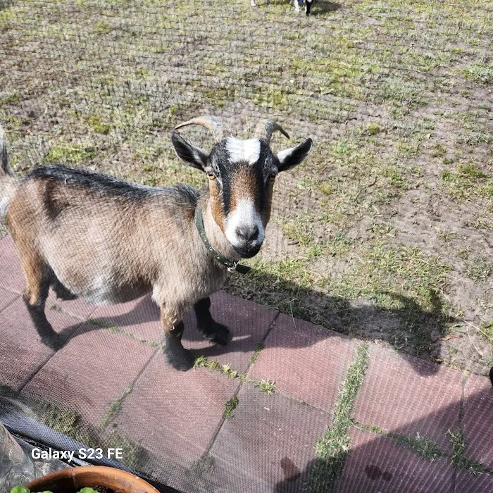 Goat Camp 0
