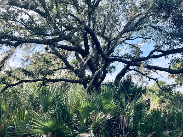 Primitive Campsite 4