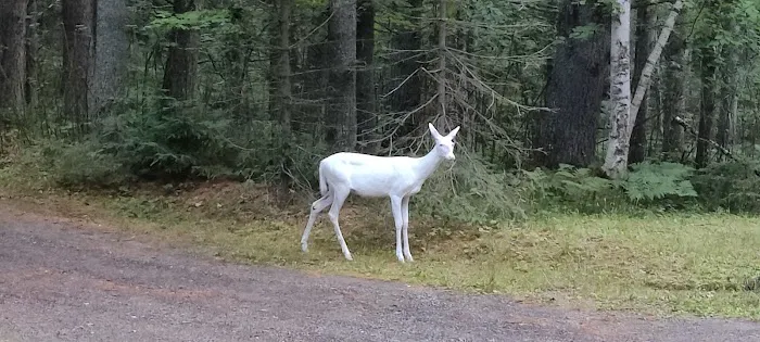 Birchwood Campground 2