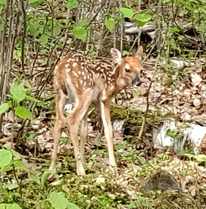 Birchwood Campground 9