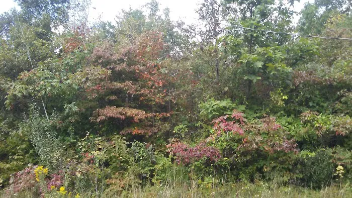 Vinton Furnace State Forest Hunters Camp 3