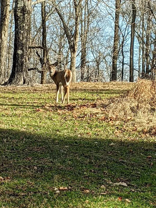 Dillon State Park Campground 8