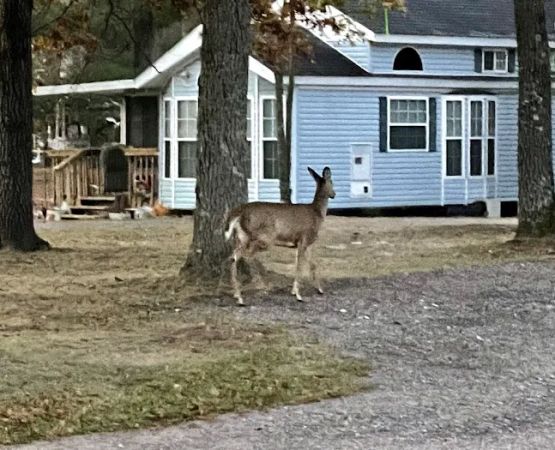 Crane Berry Campground, LLC
