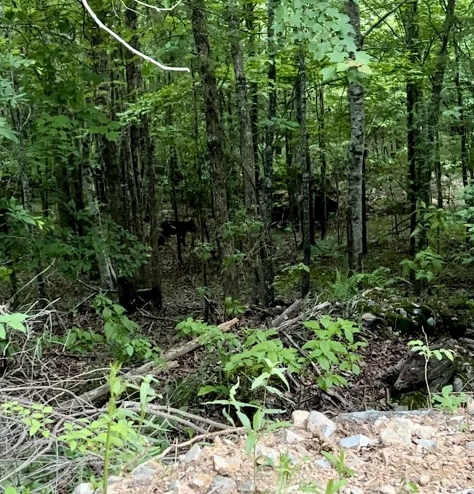Screaming Eagle Cabins 5
