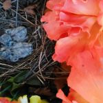 Lincoln Trail Family Campground