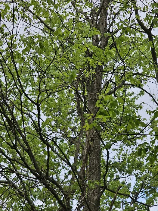Blair Memorial park 0