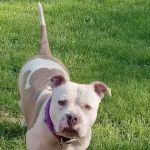 Reno Horse Campground