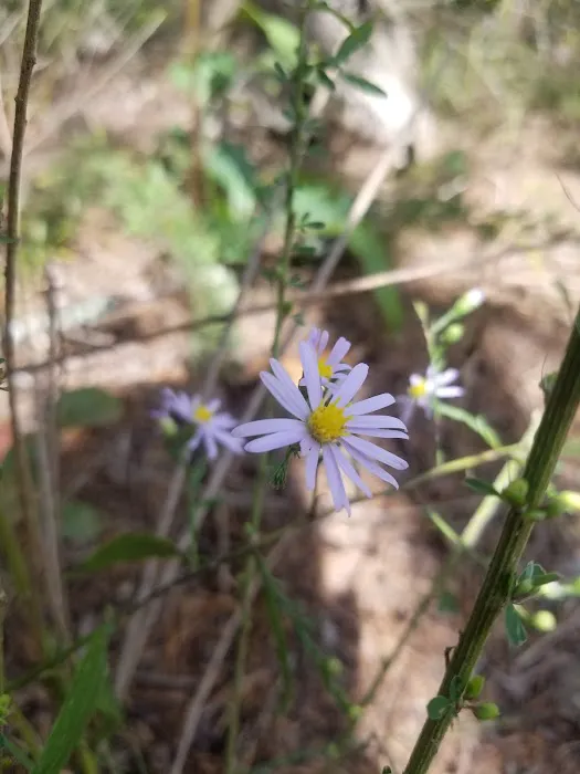 Bayou Bluff Recreation Area 4