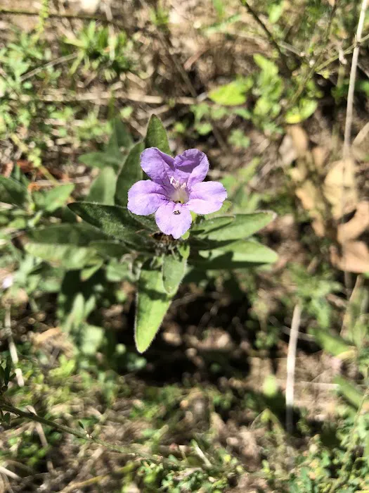 Bayou Bluff Recreation Area 3
