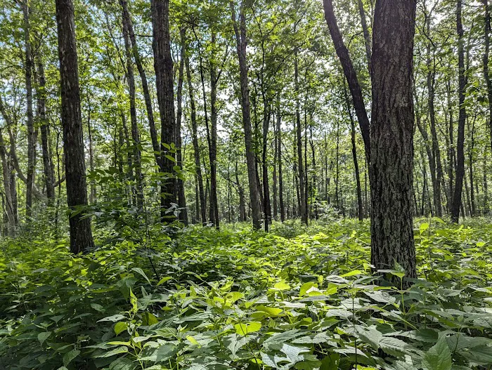 Cameron Bluff Campground 9