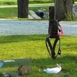 Timbered Meadows Association