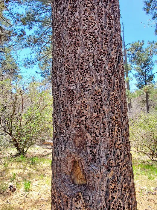 Laguna Campground 4