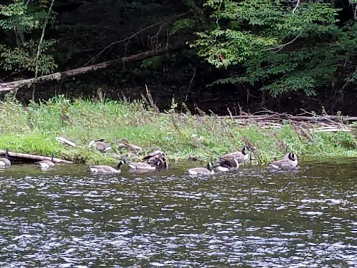 Neversink River Campgrounds 4